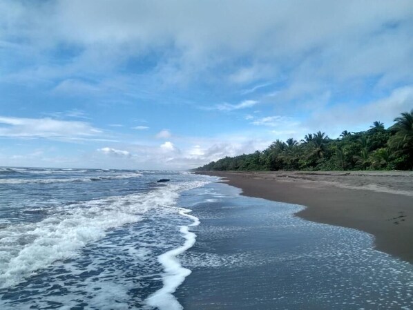 A beach with waves, a sandy shore, and a line of trees.