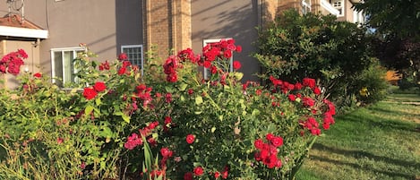 花园景观