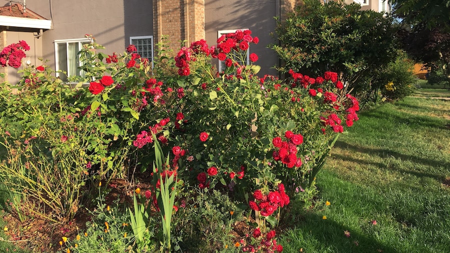 Rose Garden Vancouver