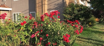 Rose Garden