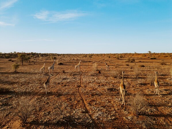 Un paysage de savane peuplé de girafes.