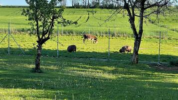 A rural landscape with a fenced field, trees, and grazing animals.