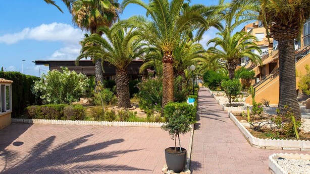 A paved pathway lined with palm trees and various plants, leading to a building with balconies. - Perseo - Apartment In Torrevieja. Free Wifi (, Alicante)