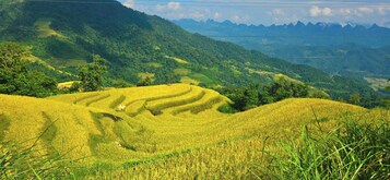 Terraced rice fields with a mountainous backdrop.