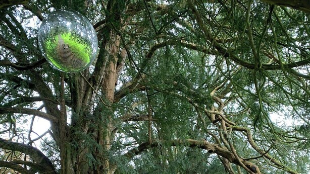 A pathway flanked by large trees with a disco ball hanging from one of the branches.