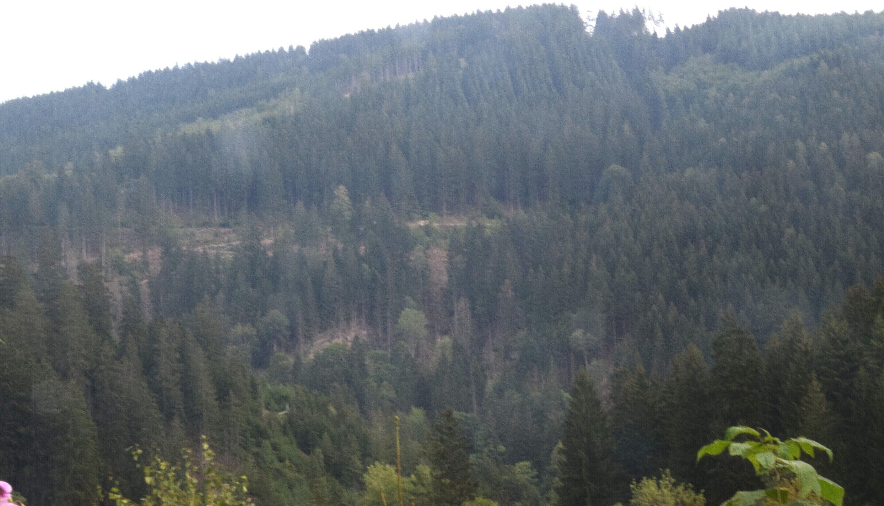 A forested hillside with dense tree coverage.