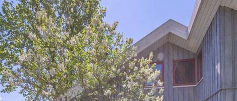 House | View from property