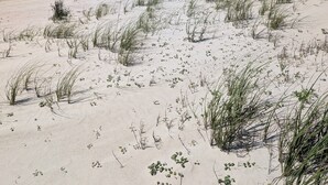 Une plage de sable avec une végétation clairsemée et un ciel bleu dégagé.