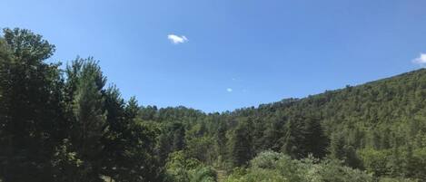 A view of a forested hillside with a clear sky.