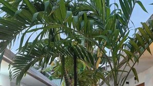A boat sculpture in a courtyard surrounded by palm trees and a building with large windows. - Dhontakuru Guesthouse (Dhidhdhoo)