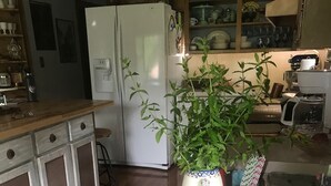 A kitchen with a white refrigerator, wooden cabinets, a blue table with a plant, and various kitchen items.