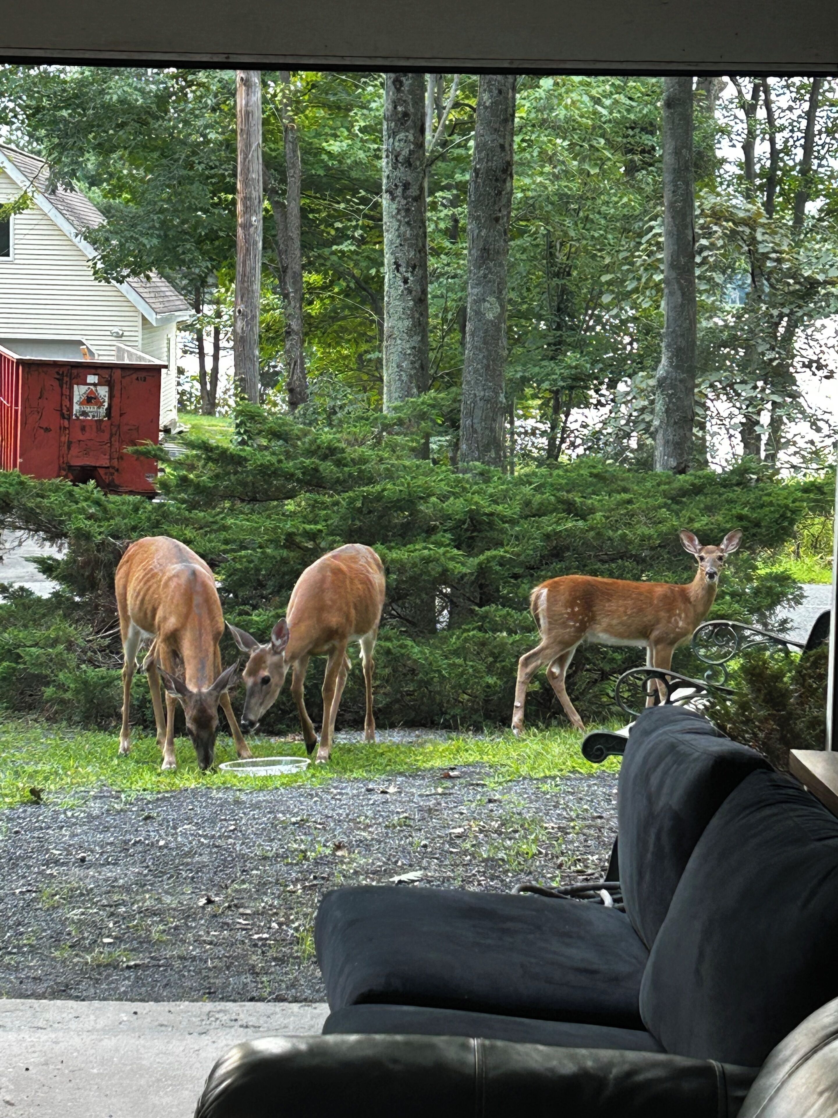 Un quartier résidentiel avec une maison, un abri de jardin rouge et deux cerfs qui paissent dans la cour.