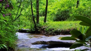 Un arroyo serpentea por un bosque frondoso y verde, con rocas y flores rosadas en primer plano.