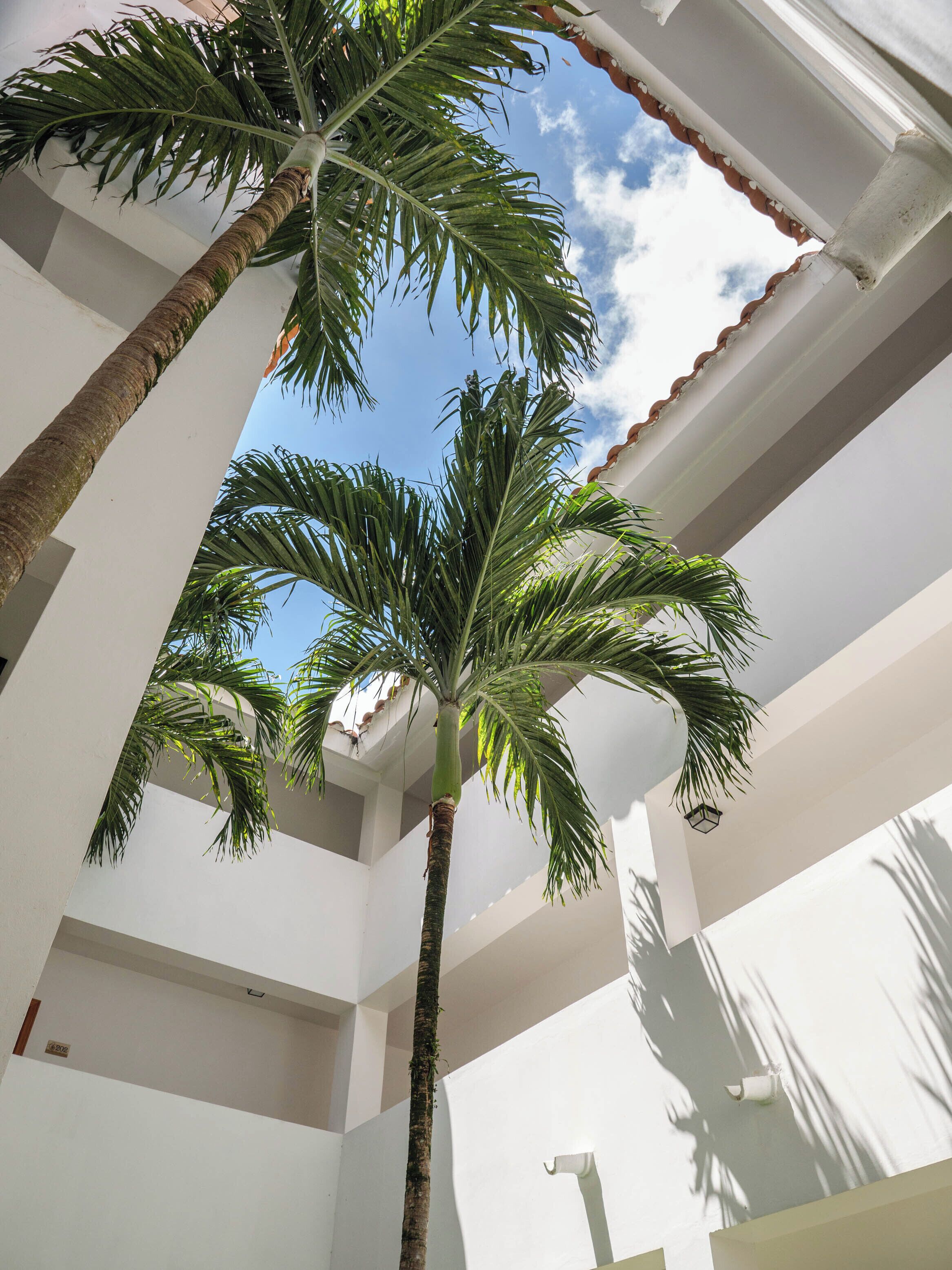 A high ceiling with a palm tree and a white wall.