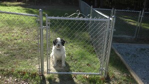 A chain-link fence with a metal gate, a grassy area, and a tree in the background.