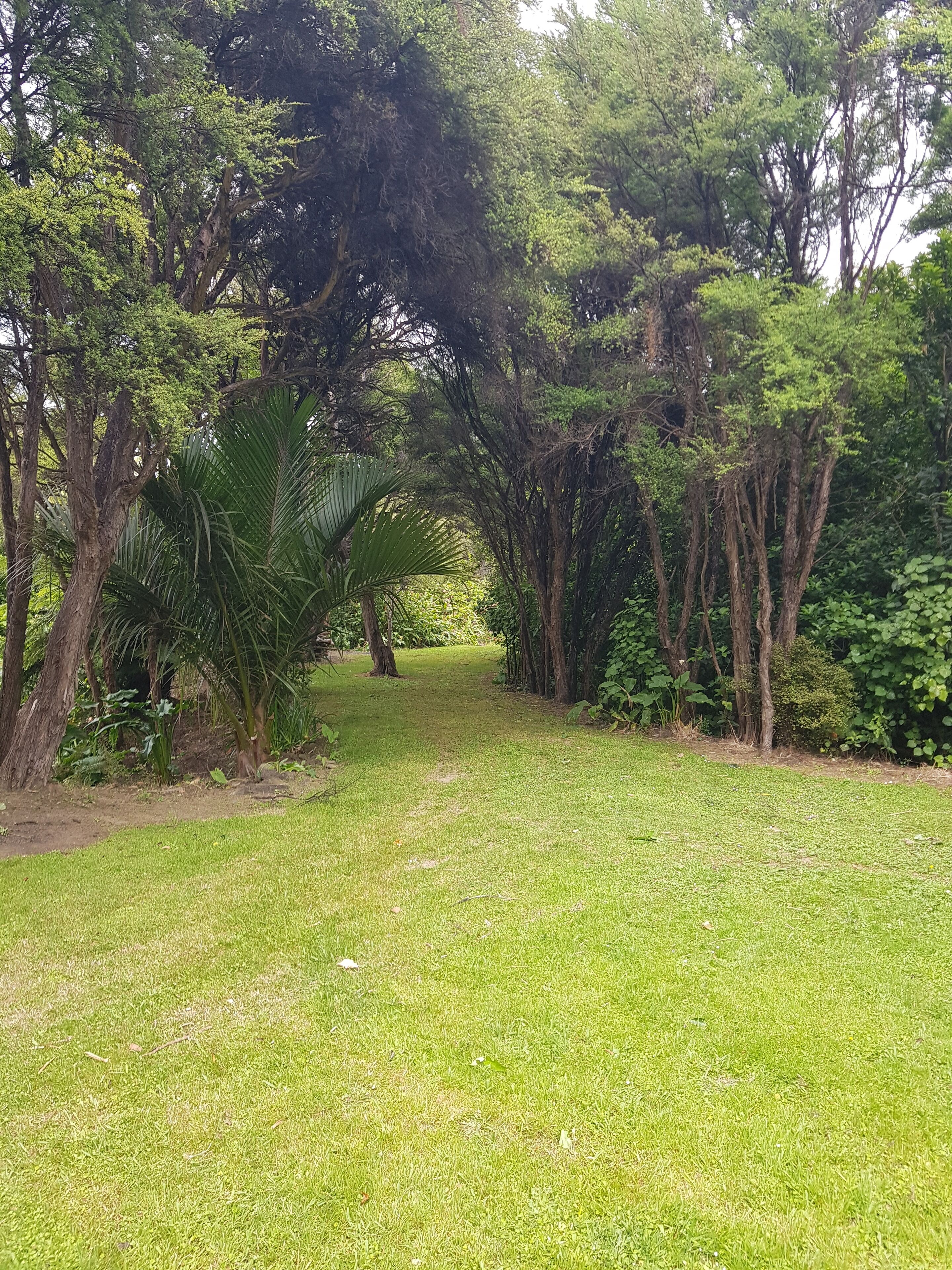 A pathway surrounded by lush greenery and trees.