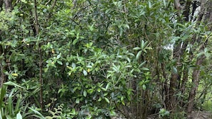 A garden area with a small stream, surrounded by dense foliage and various plants. - Remote Pelorus Sound Kiwi Bach on the Beach with Great Views (Totaranui)