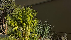 A garden with various plants and a tree in front of a building. - Apartamentos Prime-Prox a Oscar Freire (São Paulo)
