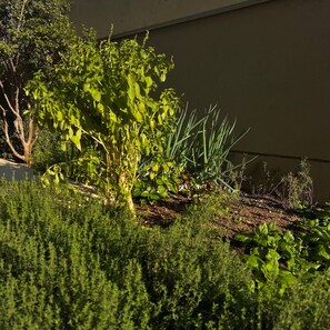 Un jardín con diversas plantas y un árbol frente a un edificio.