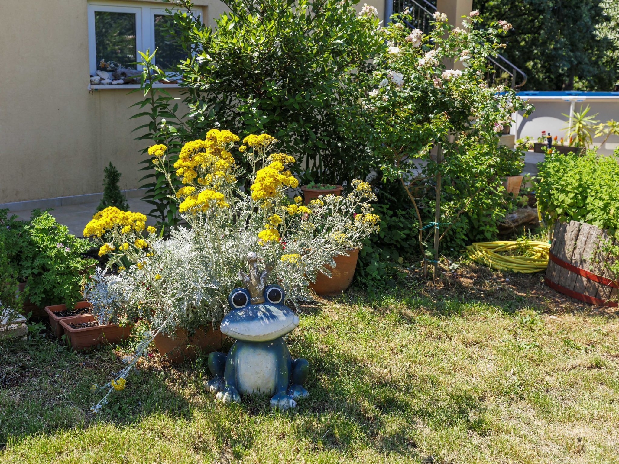 Un jardin avec un bac à fleurs en forme de grenouille, diverses plantes en pot et un bâtiment en arrière-plan.