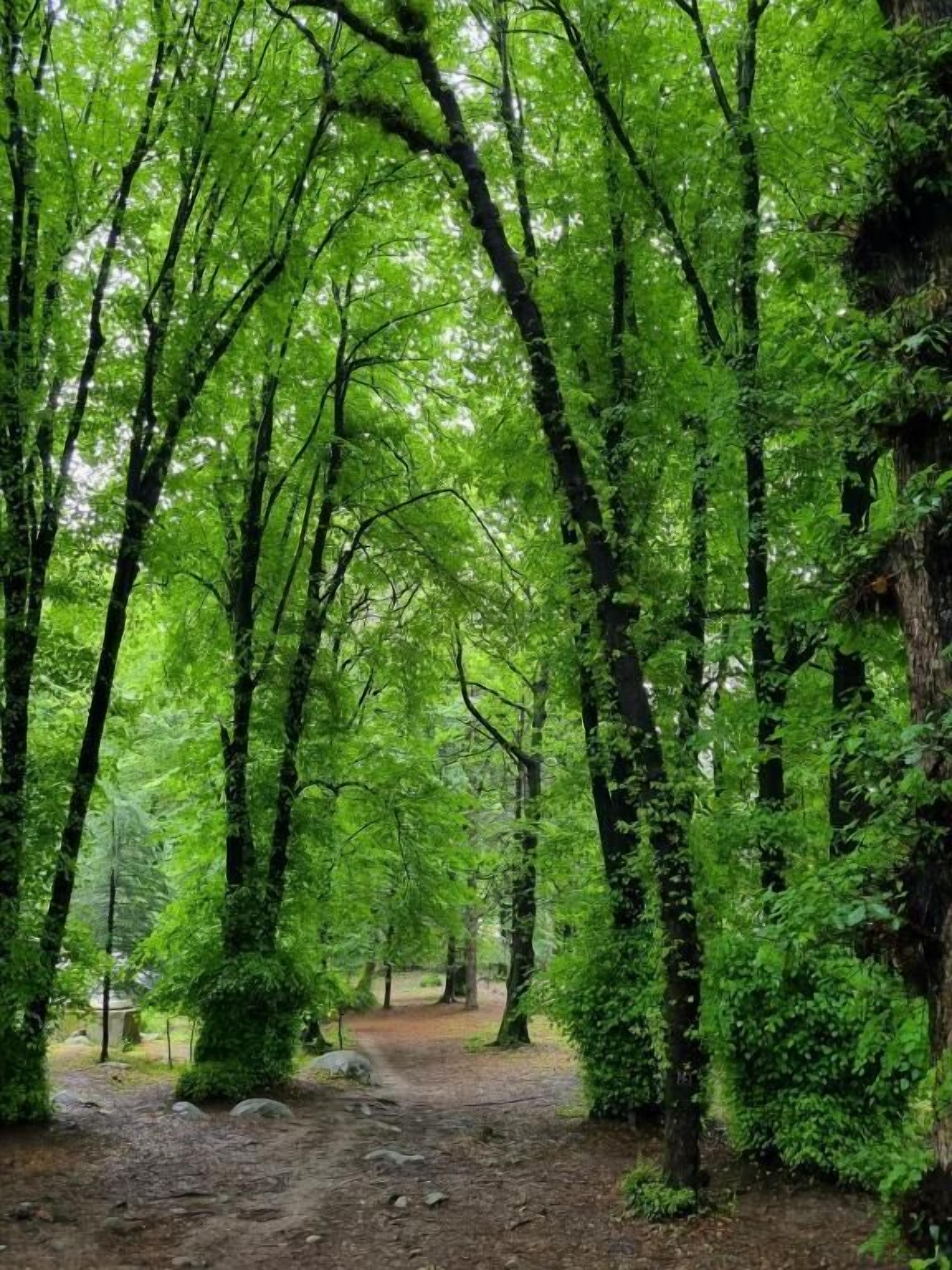 A forest path with dense green foliage and trees.