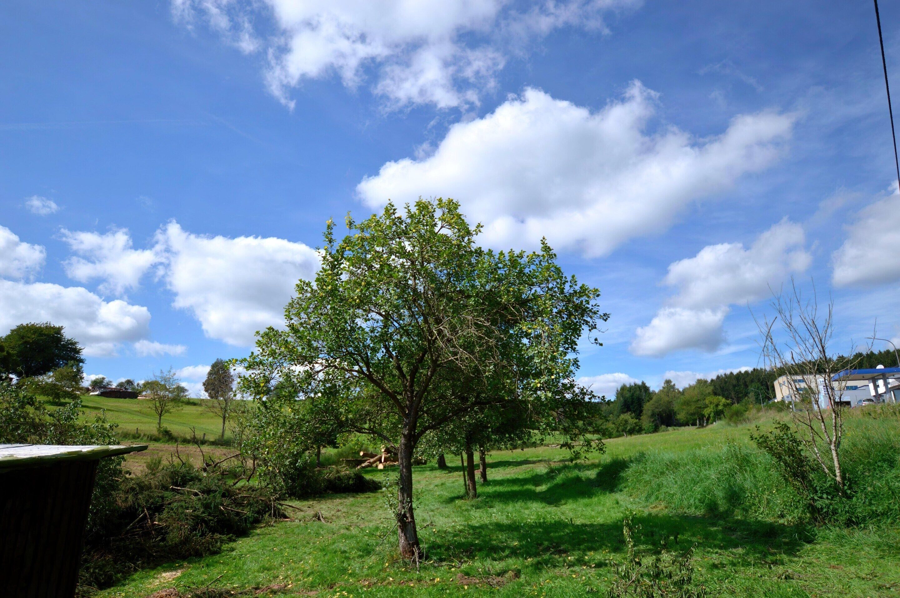 A rural landscape with a prominent tree in the foreground, a grassy field, and a distant building.