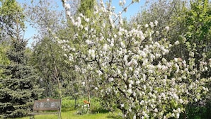 Un parc avec des arbres en fleurs et un banc.
