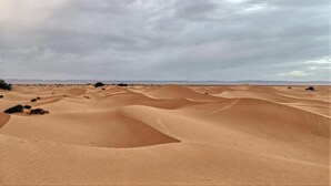 Un paysage désertique avec des dunes de sable et une végétation clairsemée.