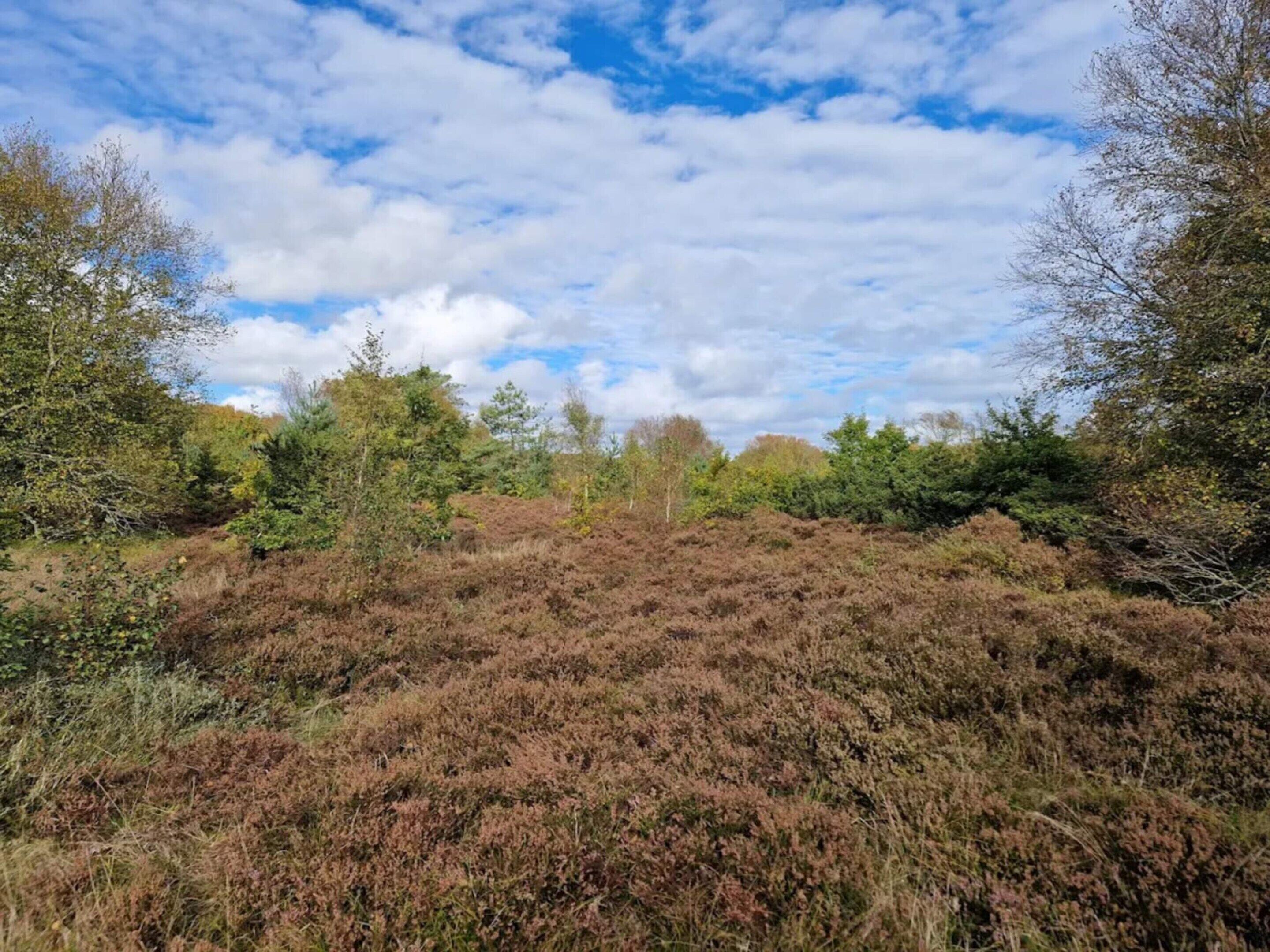 Eine natürliche Landschaft mit vielfältiger Vegetation, darunter Sträucher und Bäume, unter einem teils bewölkten Himmel.