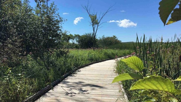 Un camino de madera elevado serpentea por una zona natural con vegetación densa y un cielo despejado.