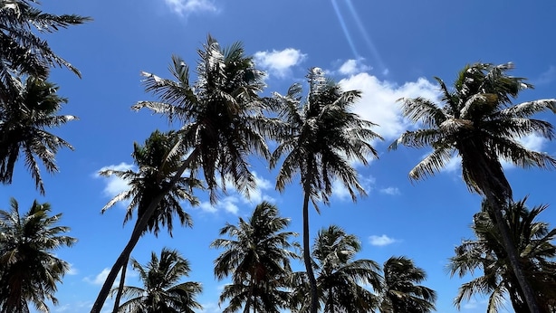 Una playa con palmeras y cielo despejado.