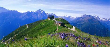 A mountain lodge with a clear path leading to it, surrounded by lush greenery and purple flowers.