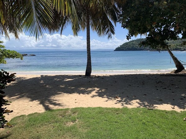 Une plage offrant une vue dégagée sur l’océan, une zone herbeuse et des palmiers.