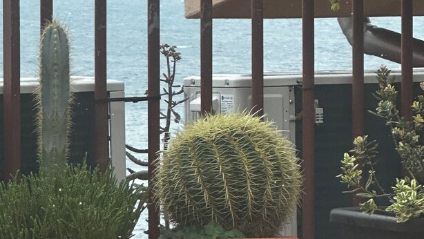 Un cactus en maceta y un pájaro sobre una superficie mojada, con una barandilla y vista al mar de fondo.