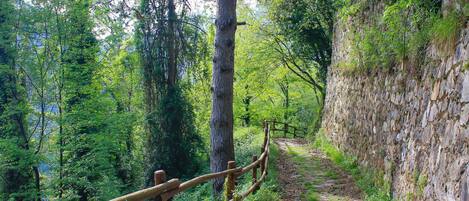 A forested hiking trail with a wooden fence.