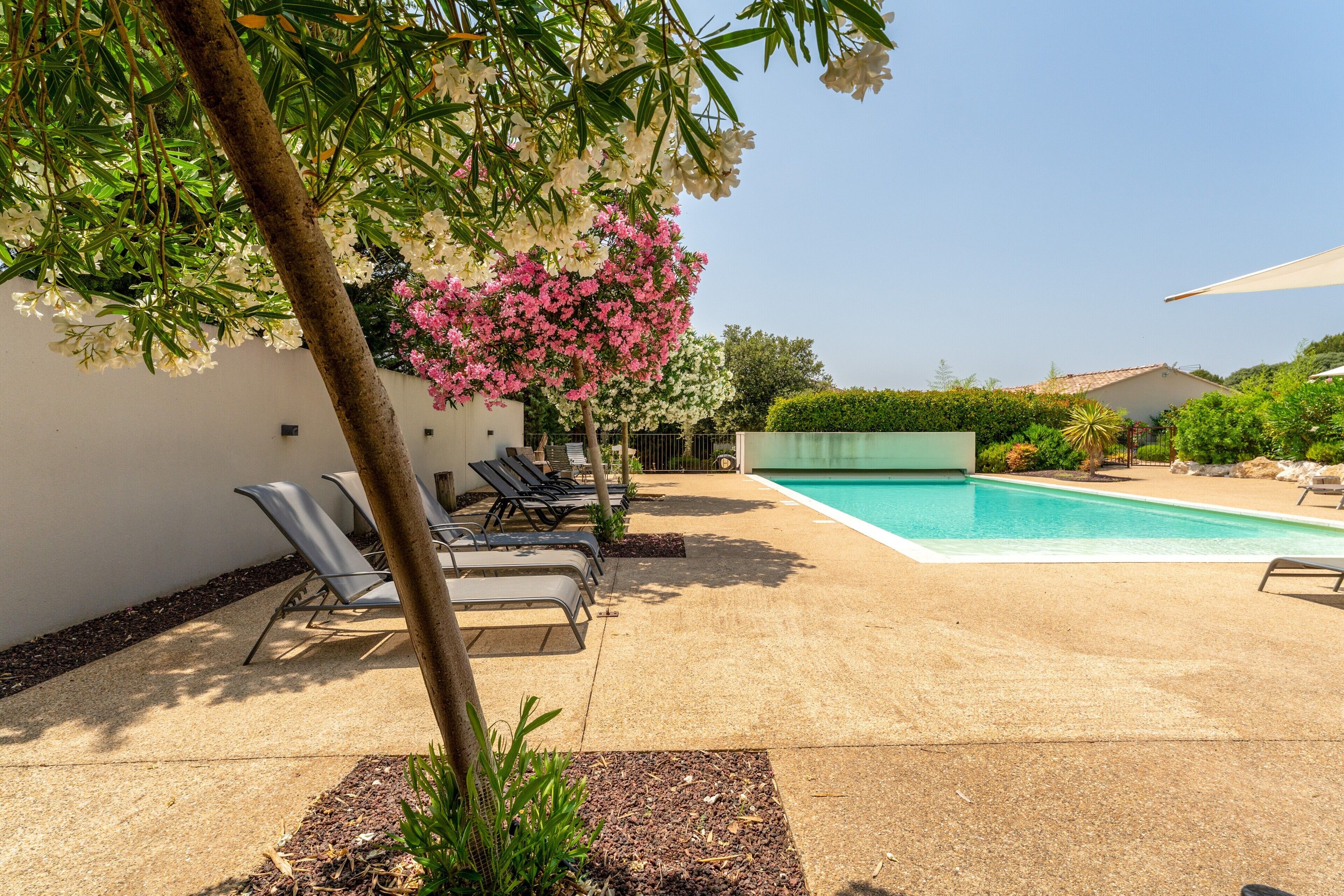 A swimming pool with lounge chairs, a tree with pink flowers, and a clear sky.