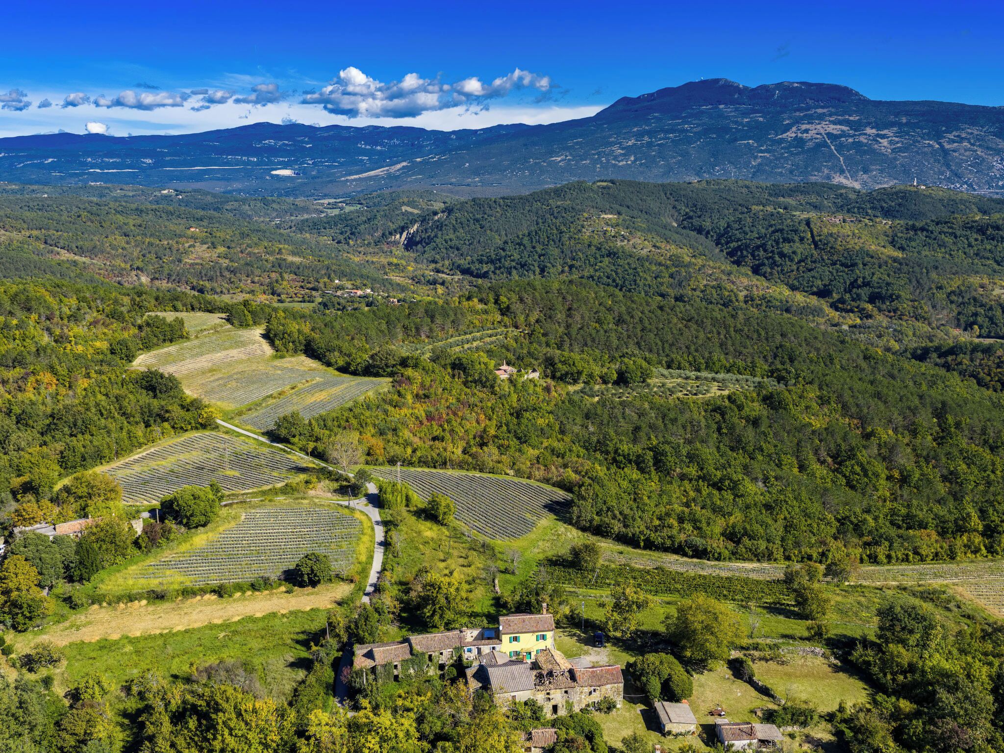 Un vignoble avec des terrasses et une maison de campagne.