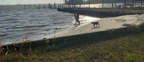 Una playa con una persona caminando sobre la arena, un perro y un muelle al fondo.