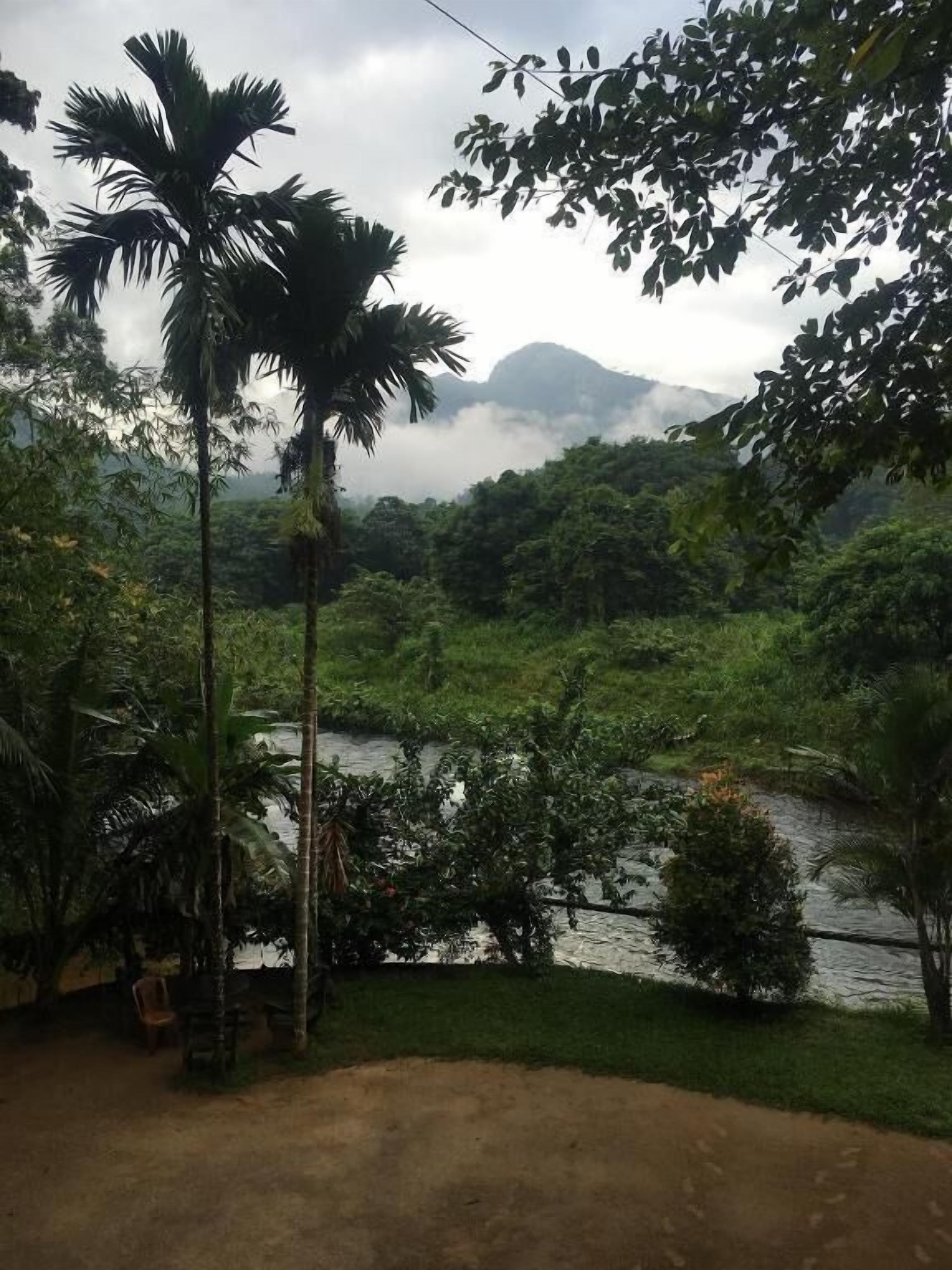 A lush landscape with a river, palm trees, and a mountain in the background.