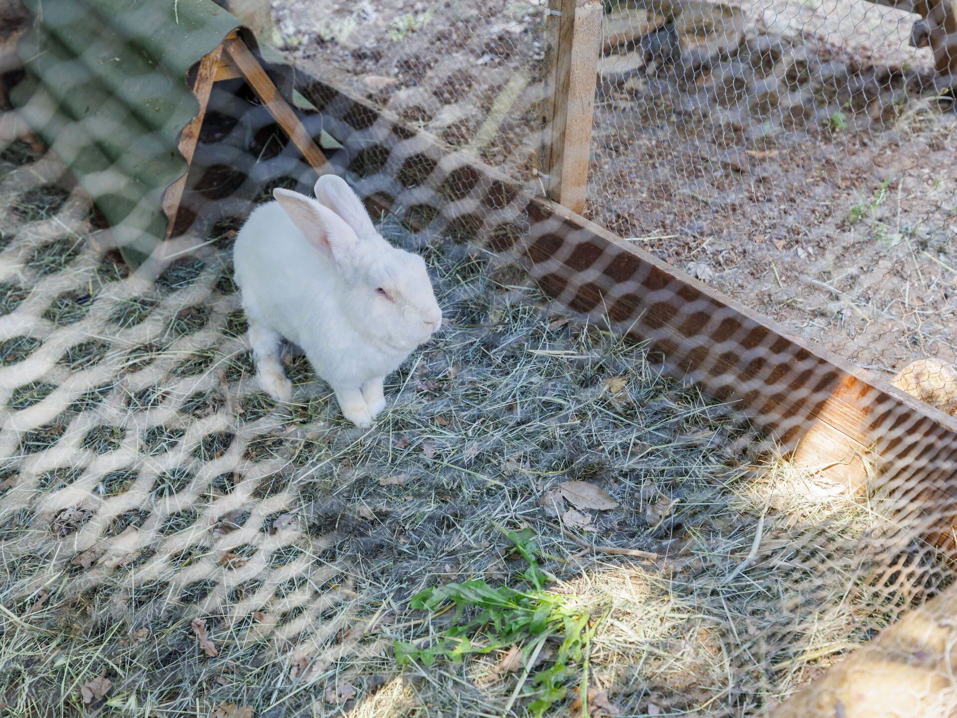 A white rabbit in a fenced area with a wooden structure and hay on the ground.