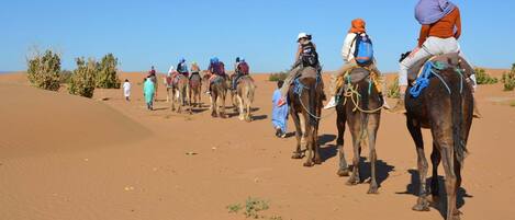 A group of people riding camels in a desert landscape.