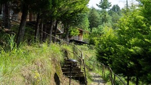 A stone staircase leading to a wooden cabin surrounded by trees. - Nirvana Dhar Nature Resort (Rajgarh)
