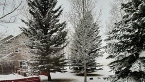 Un patio nevado con dos bancos de madera, una cerca roja y árboles cubiertos de nieve.