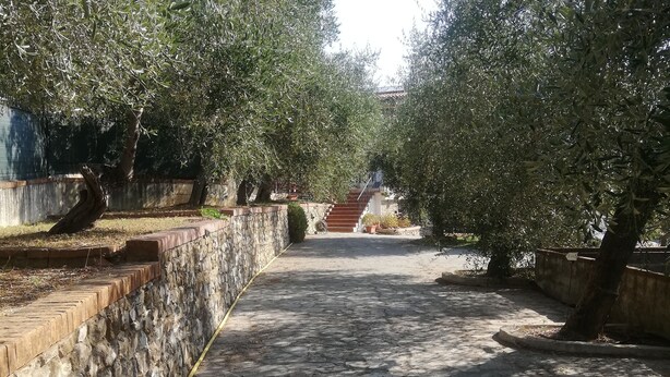 A paved pathway lined with olive trees and a stone wall on one side. - DALI HOLIDAY HOME 5 minutes from the sea and the cetacean sanctuary (Imperia)