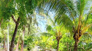 A pathway lined with trees and a stone wall, leading to a bench area. - The nice corner (Grand baie)