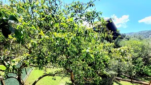 Un exuberante jardín con diversas especies de árboles y arbustos, un cielo azul despejado y una vista distante de una casa.