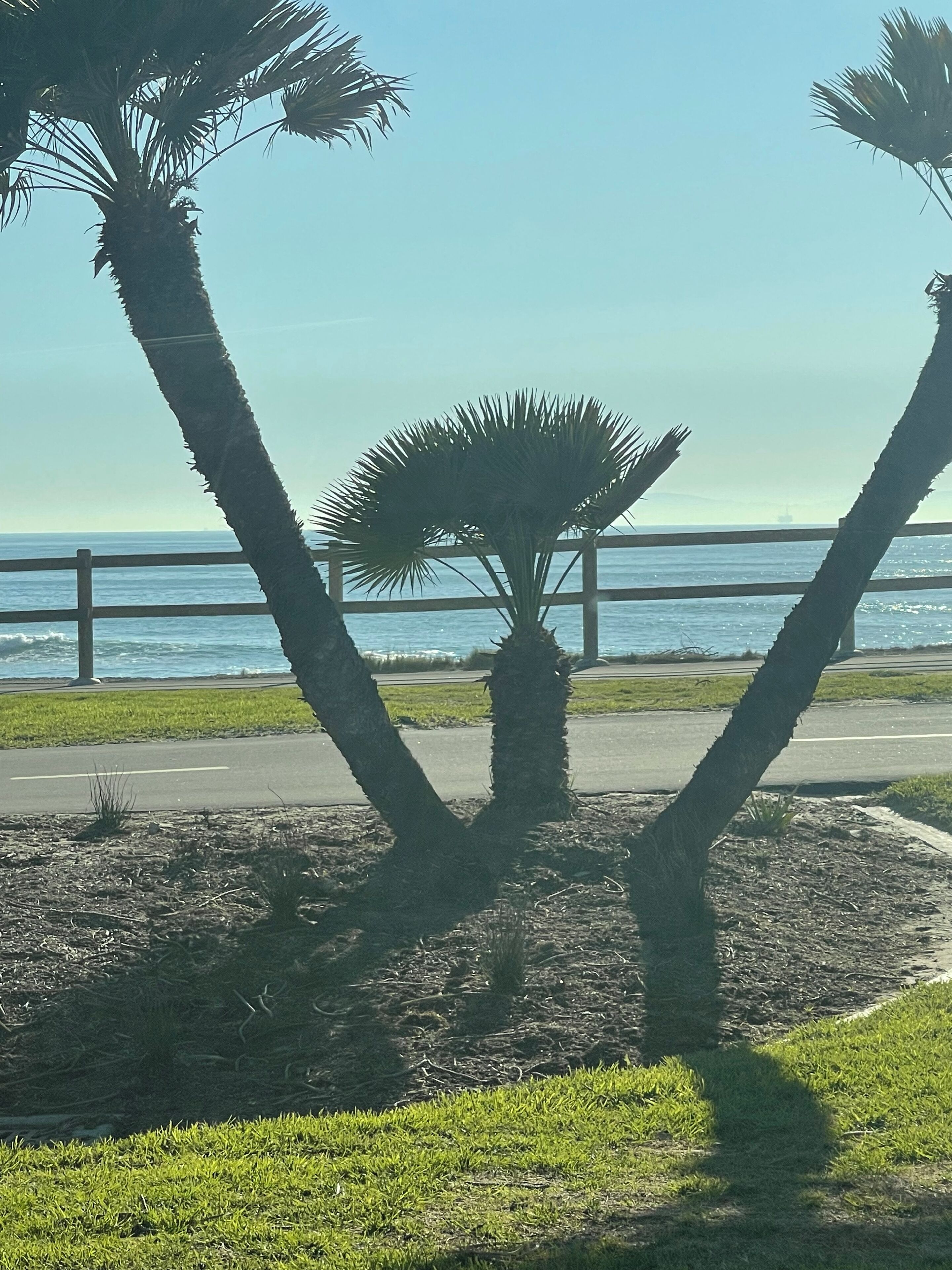 Un passeig amb palmeres que ofereix vista a l'oceà i una tanca de fusta.