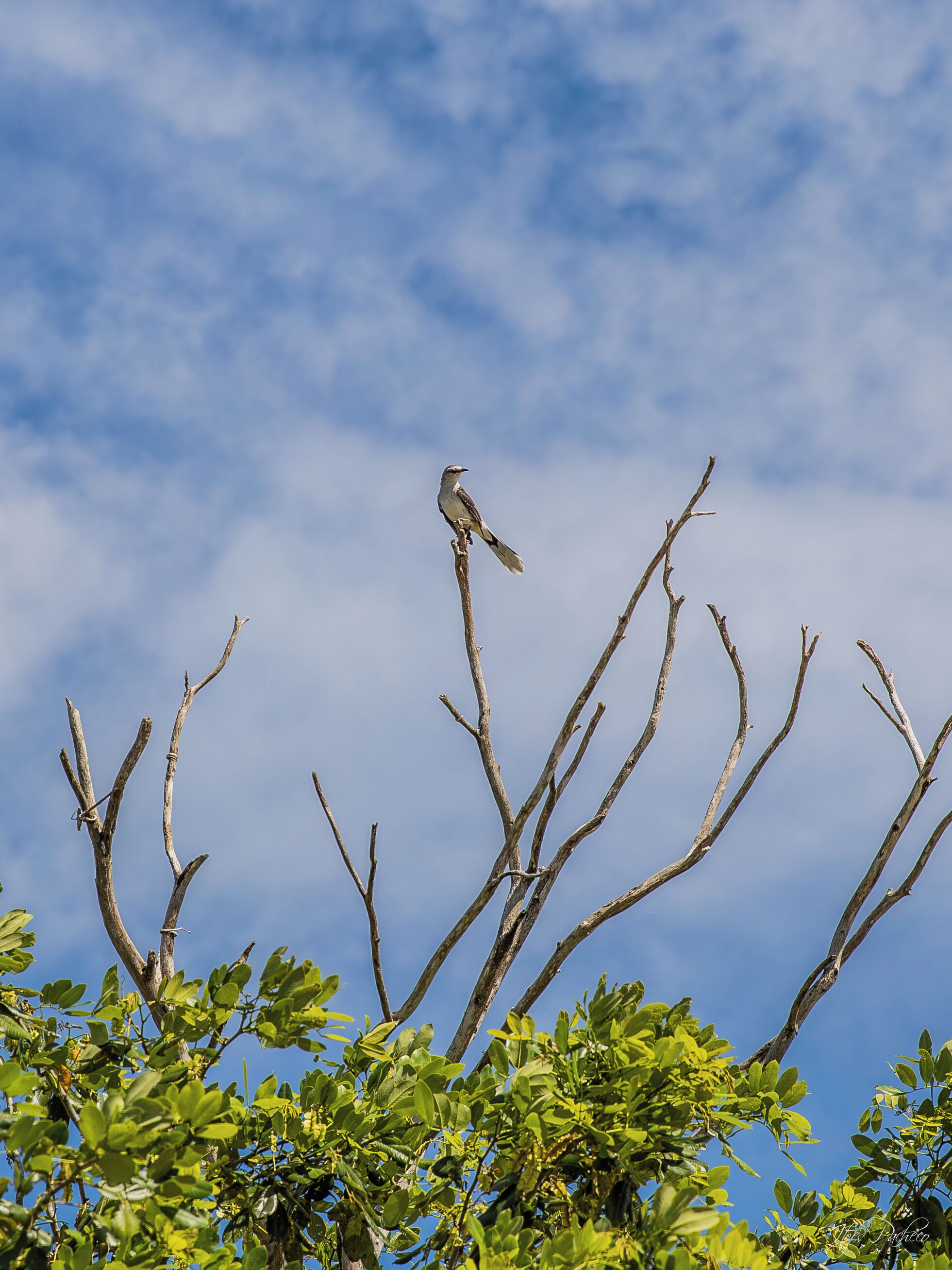 Un pájaro posado en una rama, con un cielo despejado al fondo.