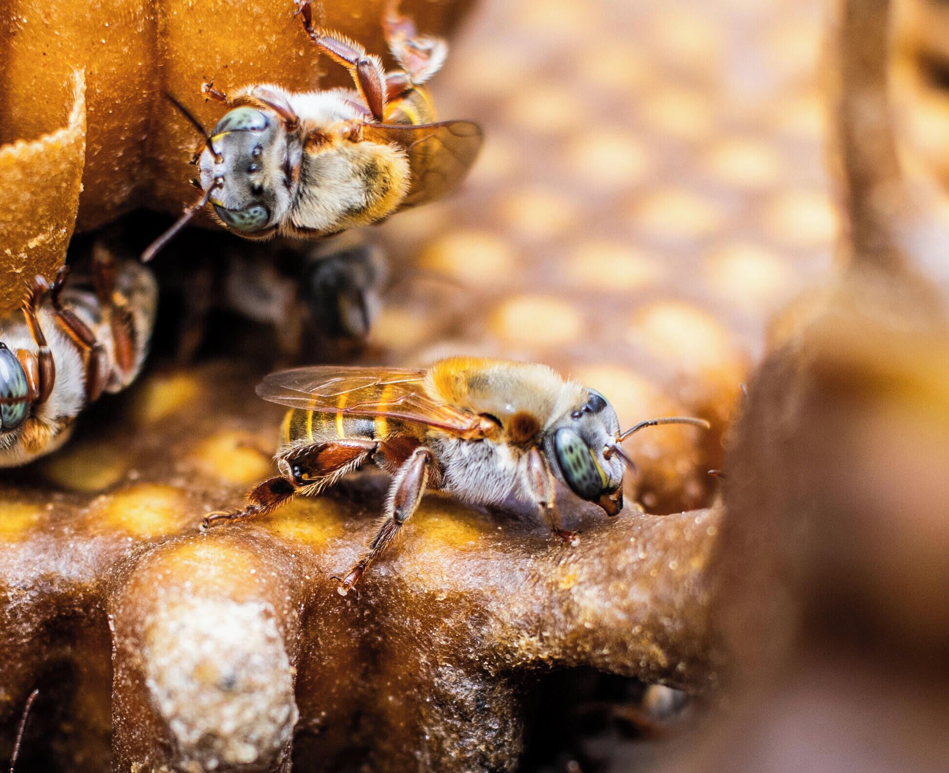Primer plano de abejas sobre una estructura de panales.