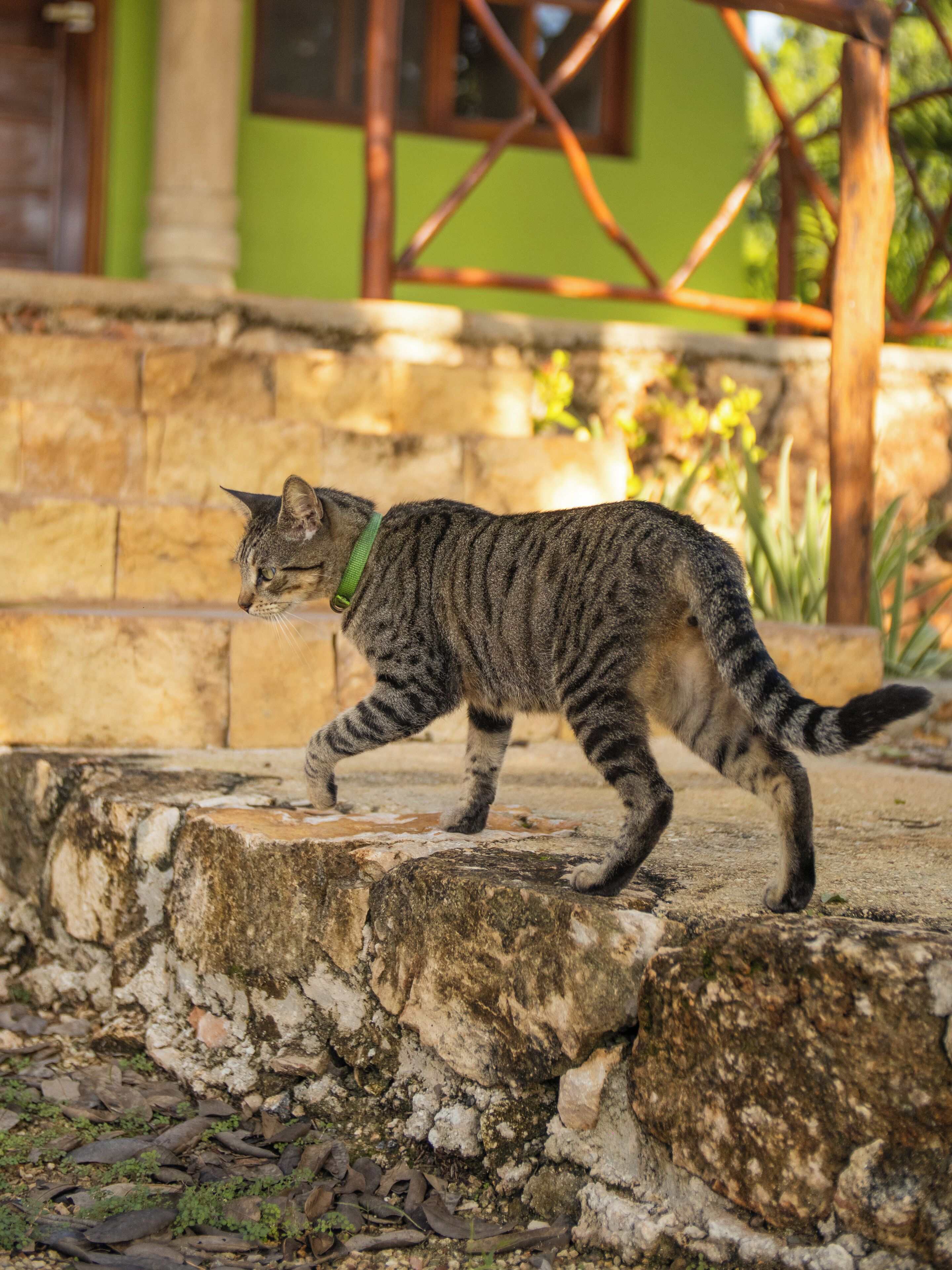 A cat walking on stone steps with a green building in the background.